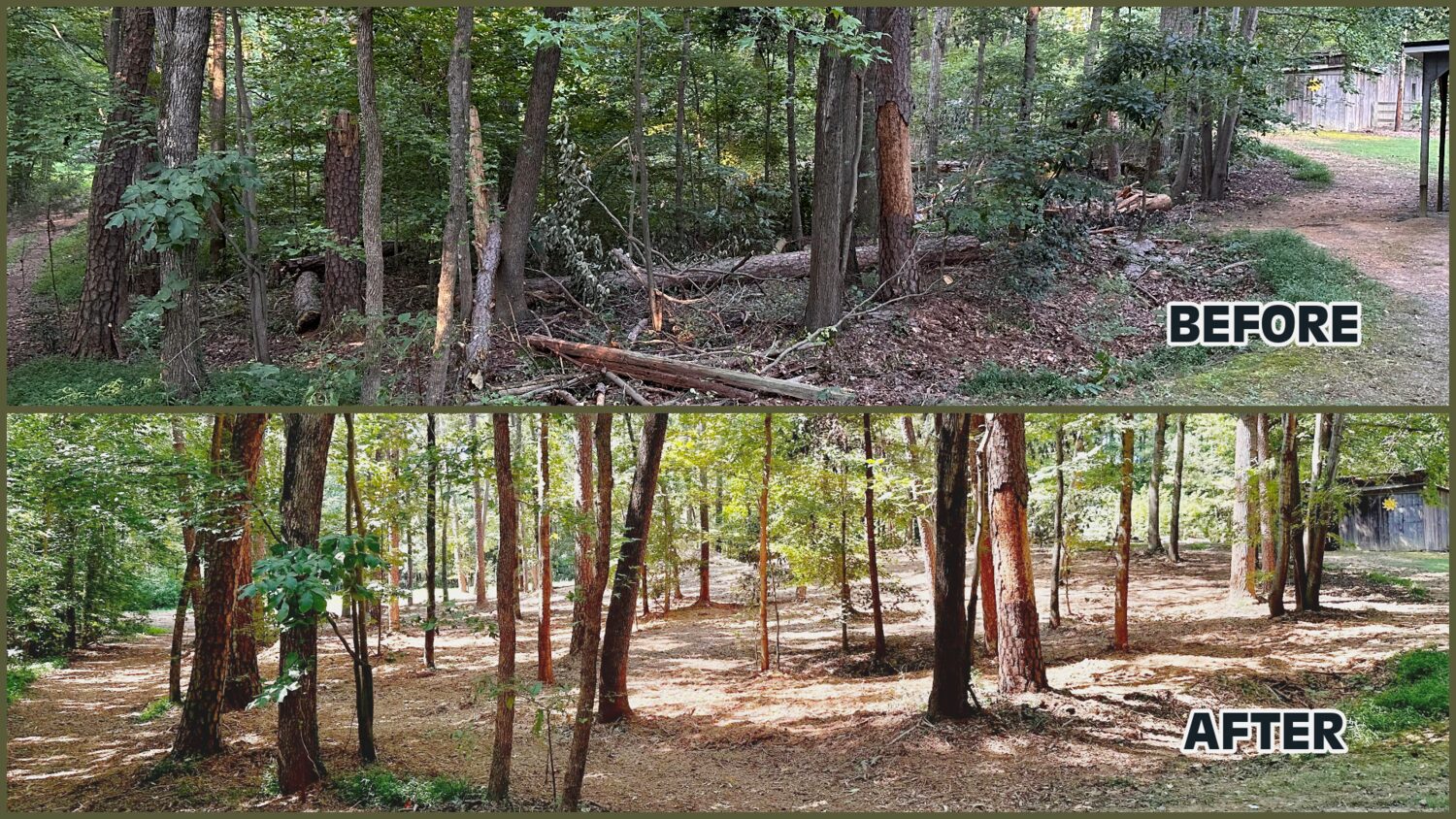 Before and after forestry mulching of a wooded residential lot by Red Hat near Huntersville NC