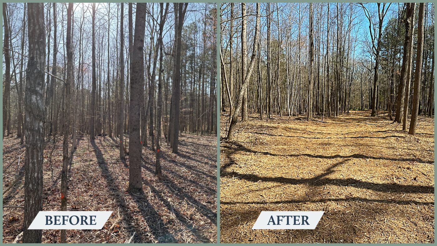 Before and after — an overgrown wooded lot cleared and mulched by Red Hat, greater Charlotte NC area