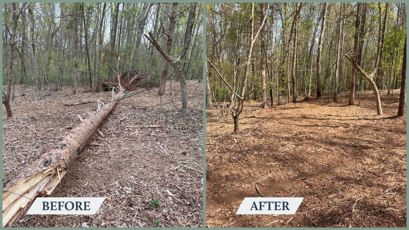 Before and after forestry mulching of rural acreage by Red Hat near Statesville NC