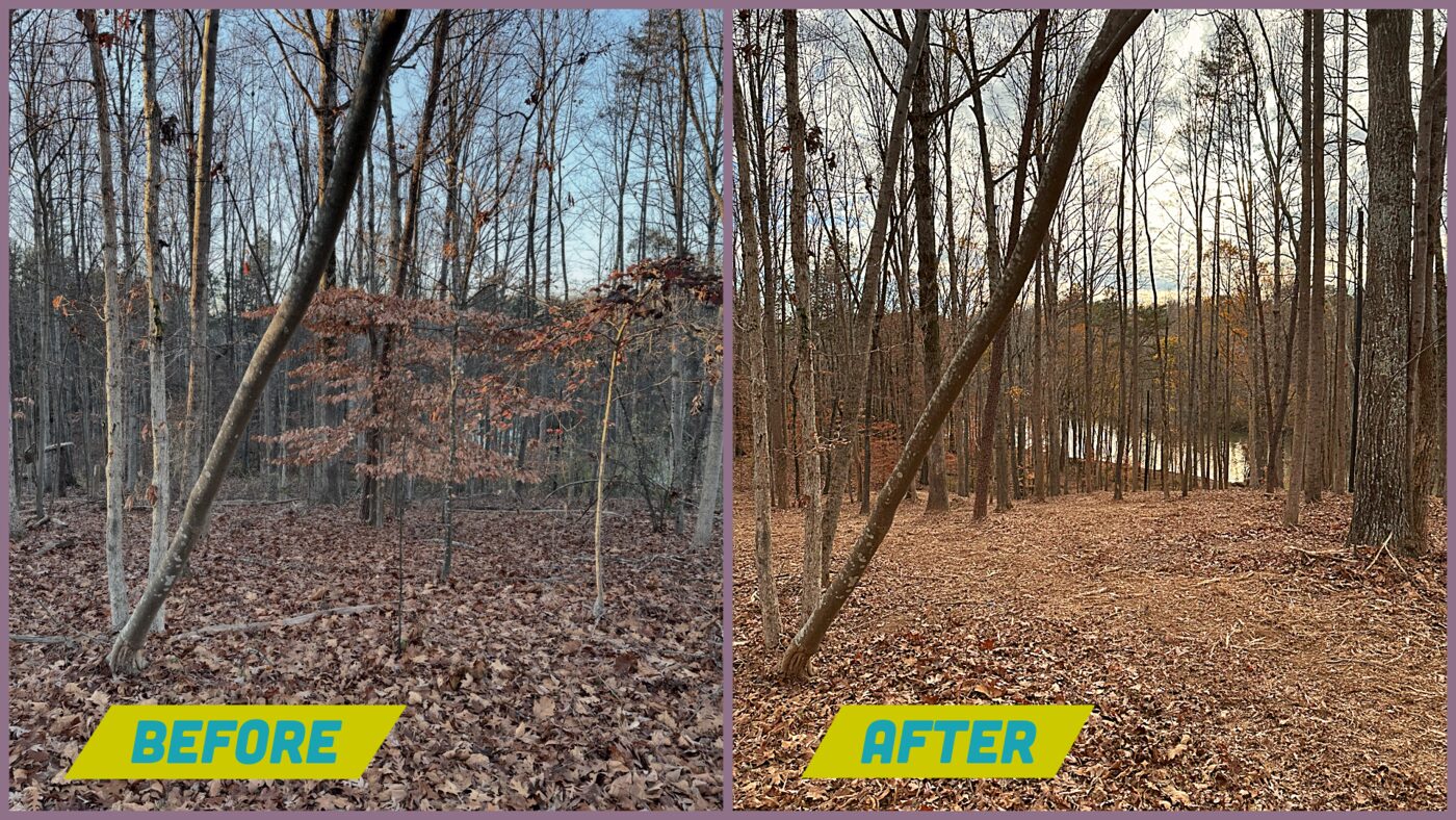 Before and after brush clearing by Red Hat in the Huntersville and Lake Norman area