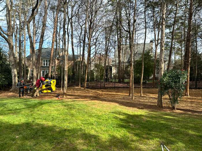 Overgrown backyard cleared by forestry mulching in the greater Charlotte, NC area