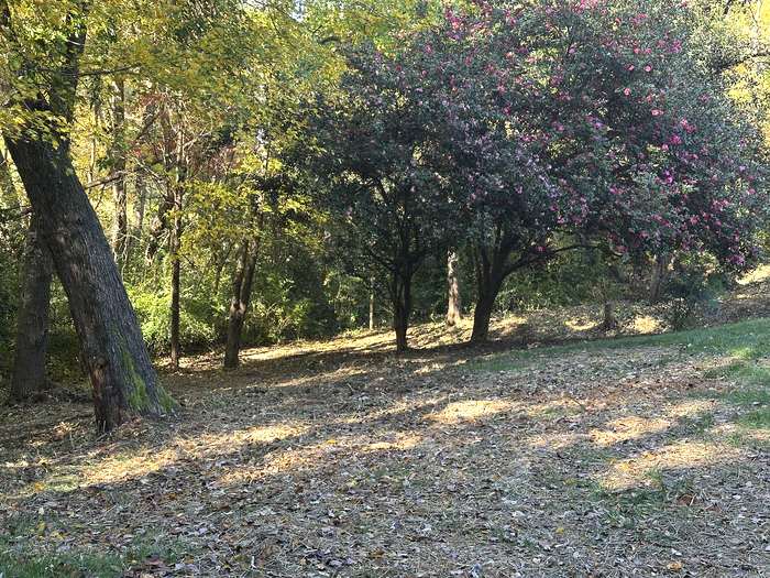 Overgrown Backyard - After