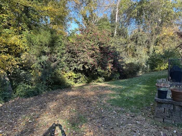 Overgrown Backyard - Before