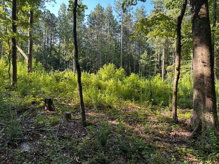 Large Acreage Mulching - Before