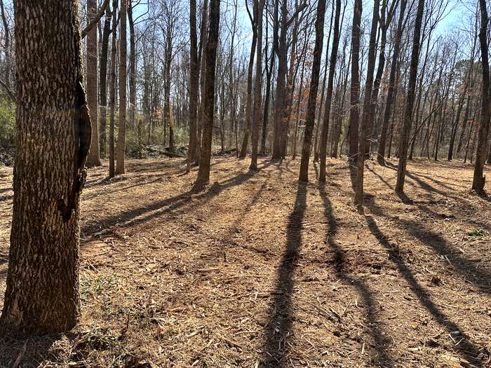 Wooded Lot Clearing - After