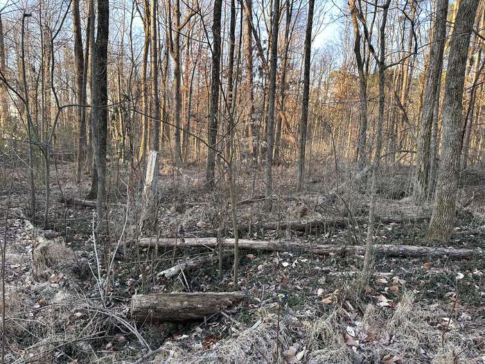 Wooded Lot Clearing - Before