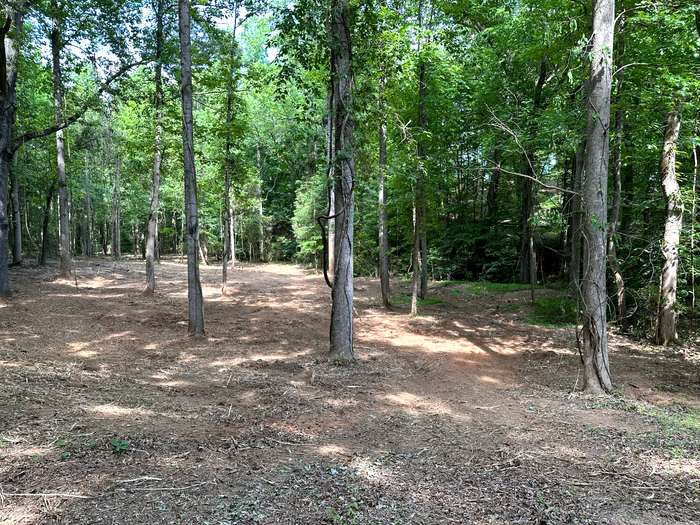 Selective Land Clearing - After