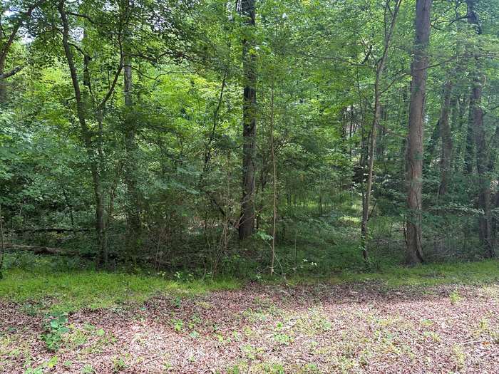 Selective Land Clearing - Before