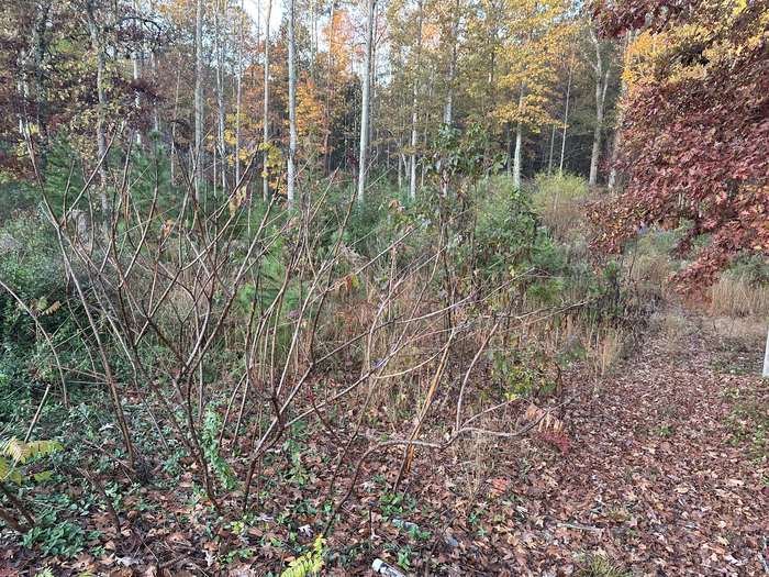 Brush & Debris Removal - Before