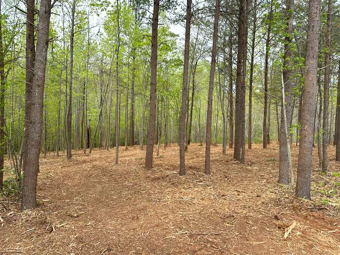 Dense Brush Mulching - After