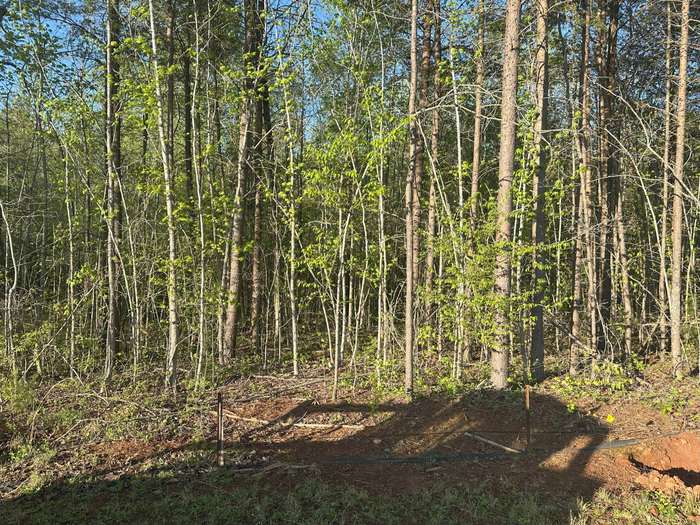 Dense Brush Mulching - Before